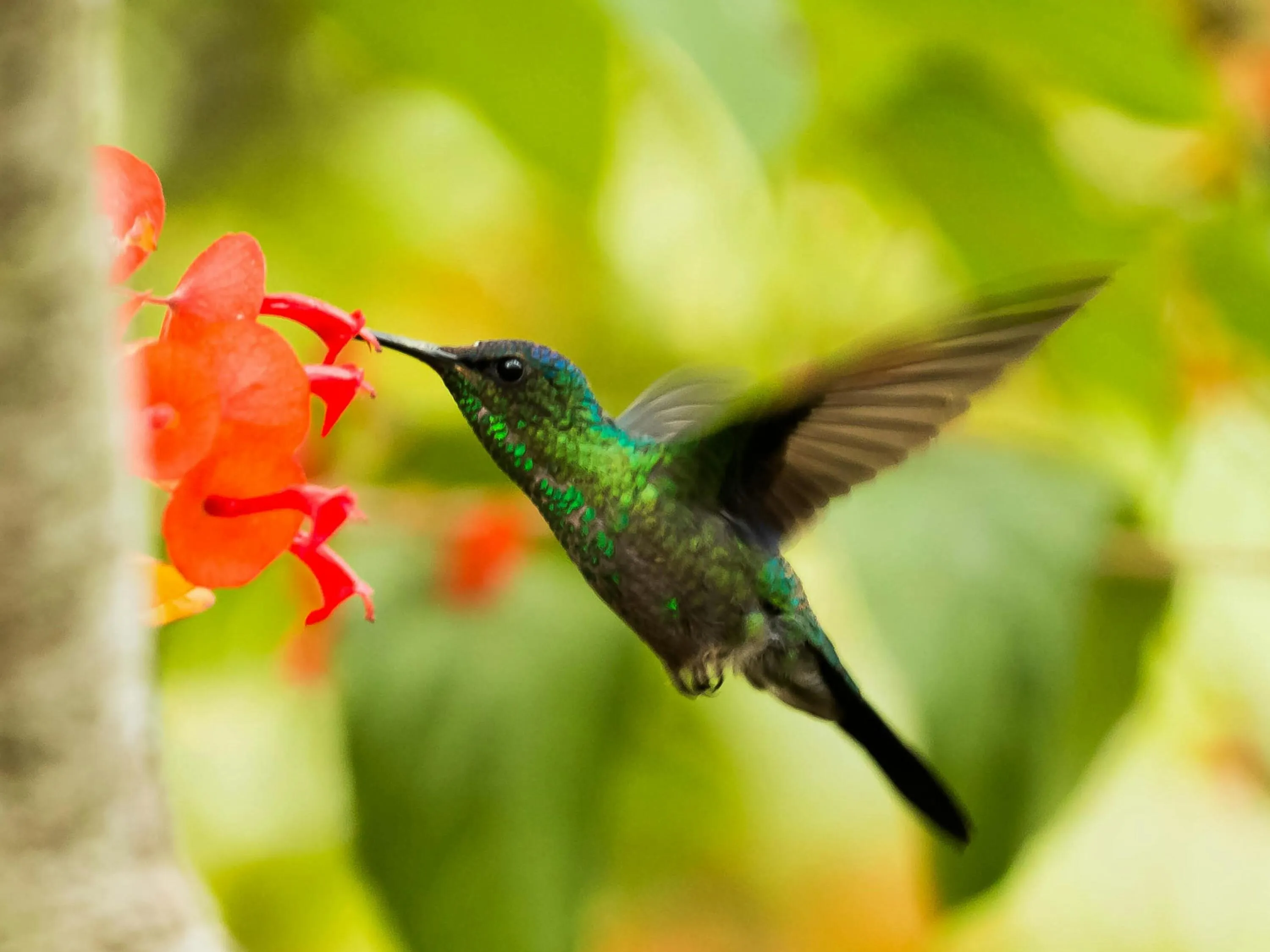 Colibrí